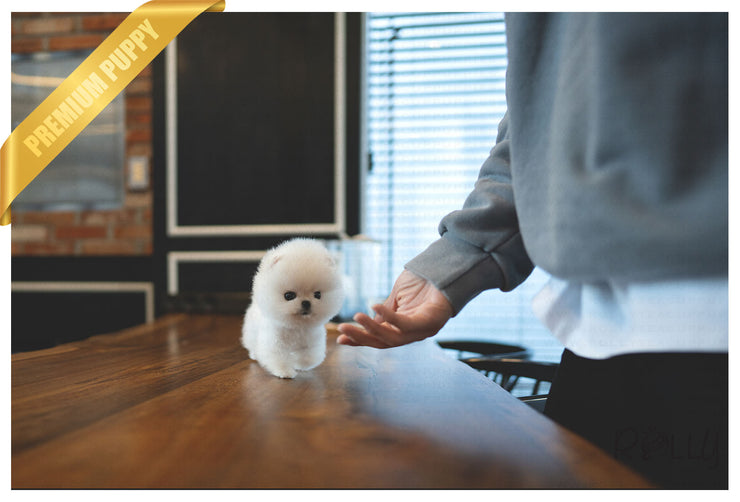 Rolly Teacup Puppies (Purchased by Mougel) Haribo - Pomeranian. M.