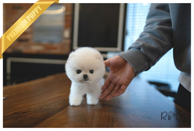 Rolly Teacup Puppies (Purchased by Mougel) Haribo - Pomeranian. M.
