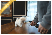 Rolly Teacup Puppies (Purchased by Mougel) Haribo - Pomeranian. M.
