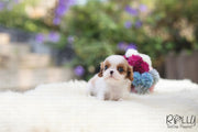 Rolly Teacup Puppies (Purchased by a Carles) Harley - King Charles. M.