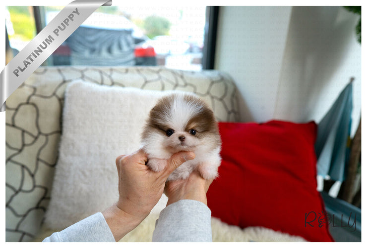 Rolly Teacup Puppies (Purchased by Janet)HAZEL - Pomeranian. F.