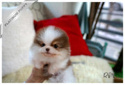 Rolly Teacup Puppies (Purchased by Janet)HAZEL - Pomeranian. F.
