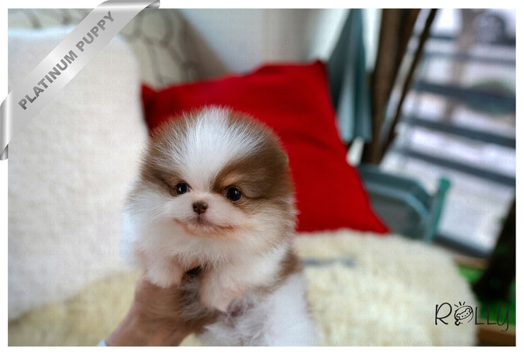 Rolly Teacup Puppies (Purchased by Janet)HAZEL - Pomeranian. F.