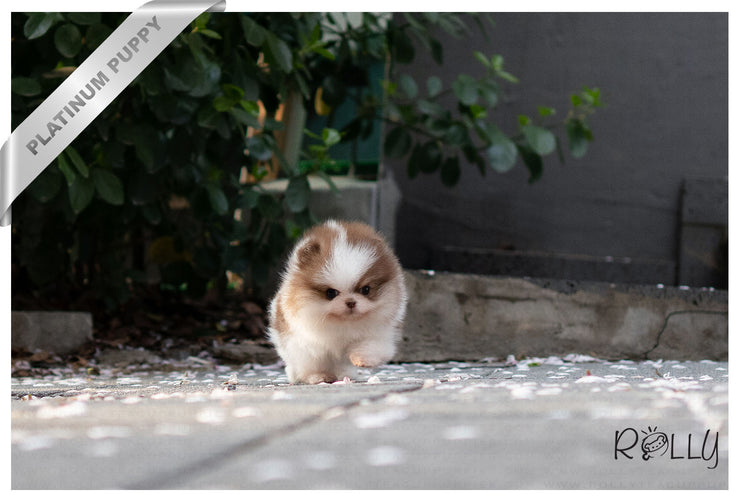 Rolly Teacup Puppies (Purchased by Janet)HAZEL - Pomeranian. F.