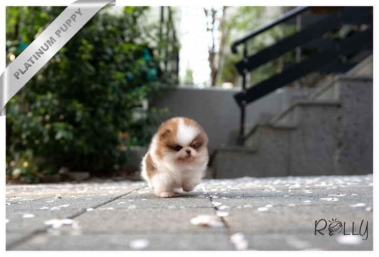 Rolly Teacup Puppies (Purchased by Janet)HAZEL - Pomeranian. F.