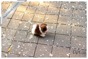 Rolly Teacup Puppies (Purchased by Janet)HAZEL - Pomeranian. F.