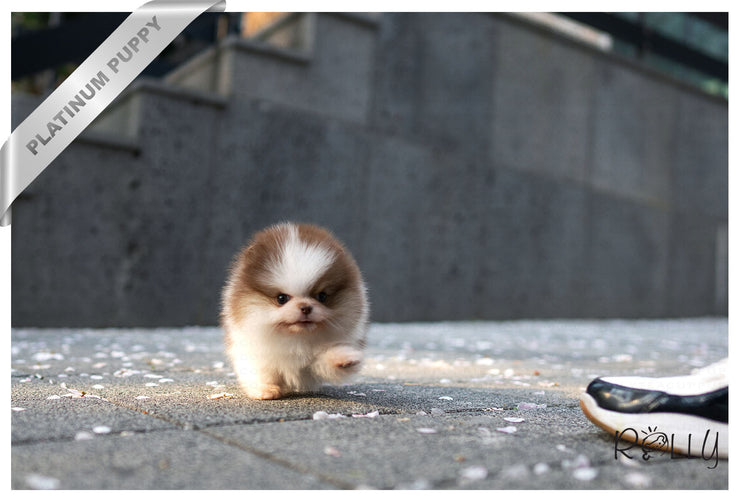 Rolly Teacup Puppies (Purchased by Janet)HAZEL - Pomeranian. F.