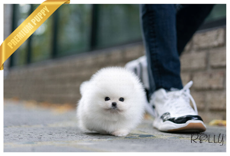 Rolly Teacup Puppies (Purchased by Velasquez) Hero - Pomeranian. M.
