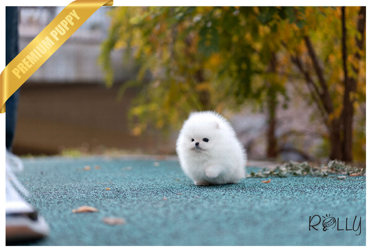 Rolly Teacup Puppies (Purchased by Velasquez) Hero - Pomeranian. M.
