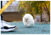 Rolly Teacup Puppies (Purchased by Velasquez) Hero - Pomeranian. M.