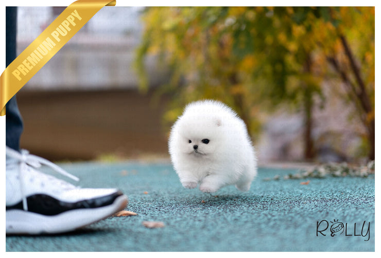 Rolly Teacup Puppies (Purchased by Velasquez) Hero - Pomeranian. M.