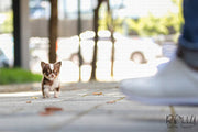 Rolly Teacup Puppies (SOLD to Coltri) Hershey - Chihuahua. M.