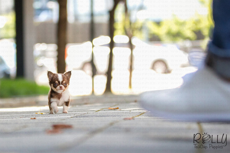 Rolly Teacup Puppies (SOLD to Coltri) Hershey - Chihuahua. M.