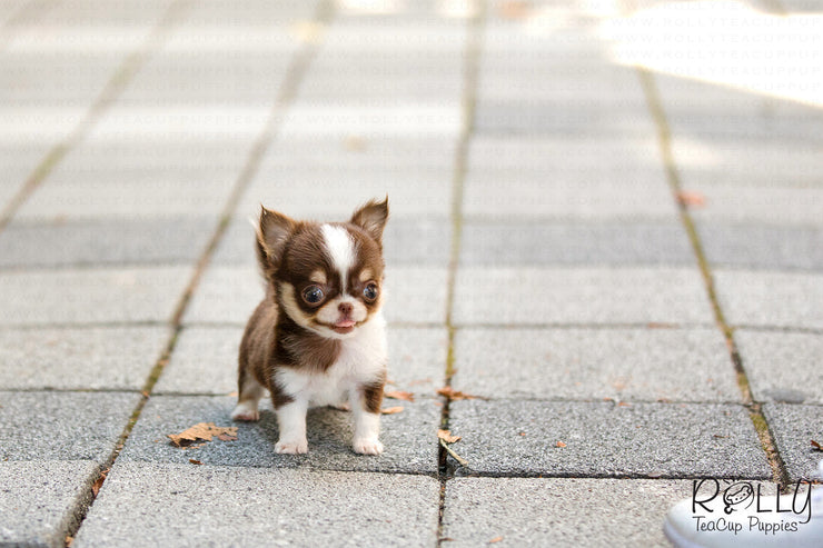 Rolly Teacup Puppies (SOLD to Coltri) Hershey - Chihuahua. M.