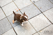 Rolly Teacup Puppies (SOLD to Coltri) Hershey - Chihuahua. M.