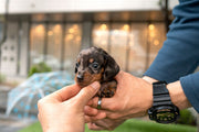 Rolly Teacup Puppies (Purchased by Stout) HERSHEY - Dachshund. M.