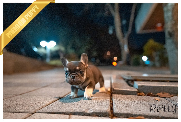 Rolly Teacup Puppies (Purchased by Jimenez) Hershey - French. M.