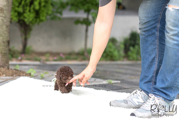 Rolly Teacup Puppies (SOLD to Pounds) Hershey - Poodle. F.
