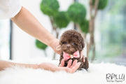 Rolly Teacup Puppies (SOLD to Pounds) Hershey - Poodle. F.