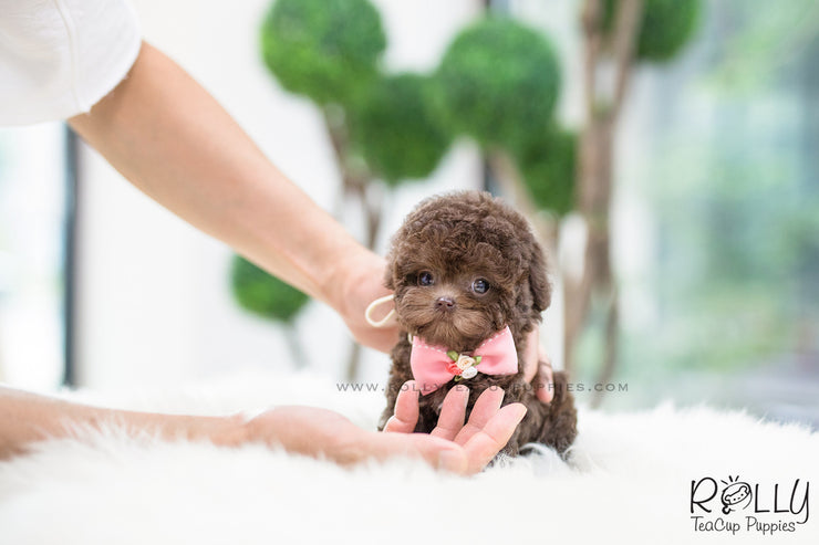 Rolly Teacup Puppies (SOLD to Pounds) Hershey - Poodle. F.
