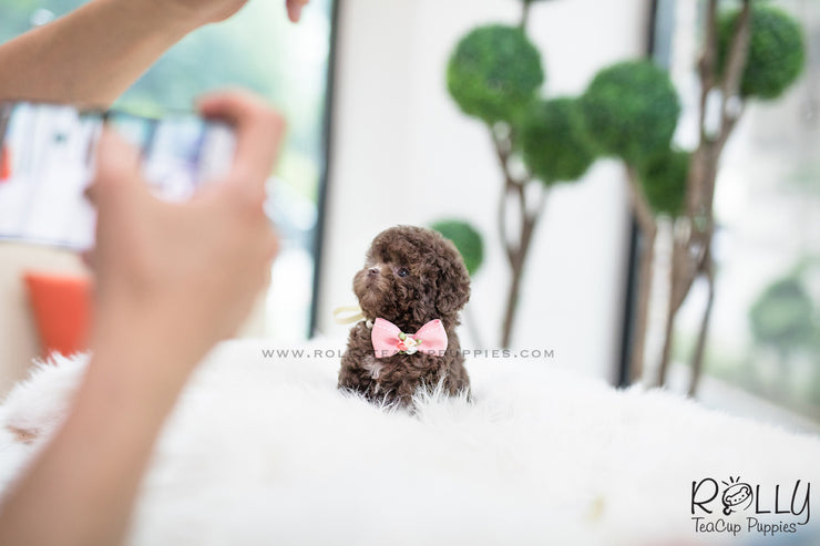 Rolly Teacup Puppies (SOLD to Pounds) Hershey - Poodle. F.