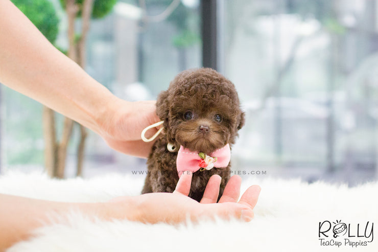 Rolly Teacup Puppies (SOLD to Pounds) Hershey - Poodle. F.