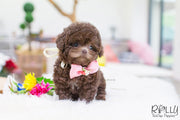 Rolly Teacup Puppies (SOLD to Pounds) Hershey - Poodle. F.