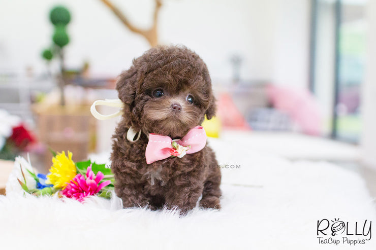 Rolly Teacup Puppies (SOLD to Pounds) Hershey - Poodle. F.