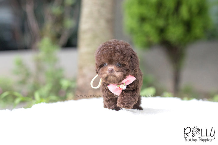 Rolly Teacup Puppies (SOLD to Pounds) Hershey - Poodle. F.