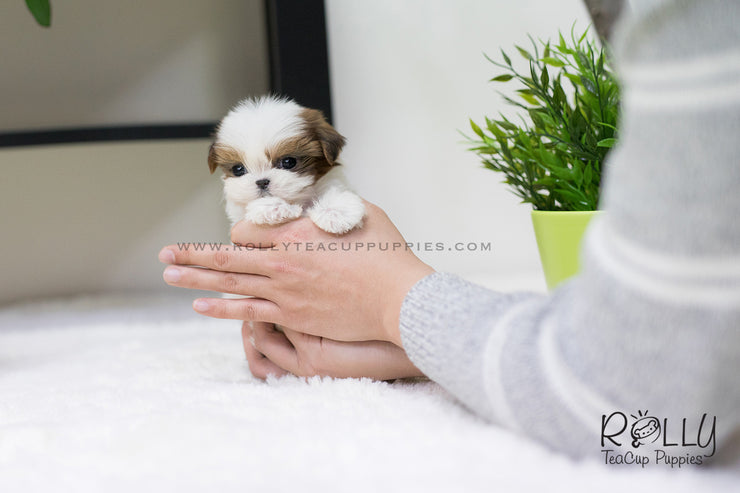 Rolly Teacup Puppies (SOLD to Chernawsky) Honey - Shih Tzu. F.