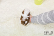 Rolly Teacup Puppies (SOLD to Chernawsky) Honey - Shih Tzu. F.