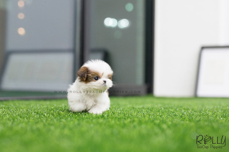 Rolly Teacup Puppies (SOLD to Chernawsky) Honey - Shih Tzu. F.