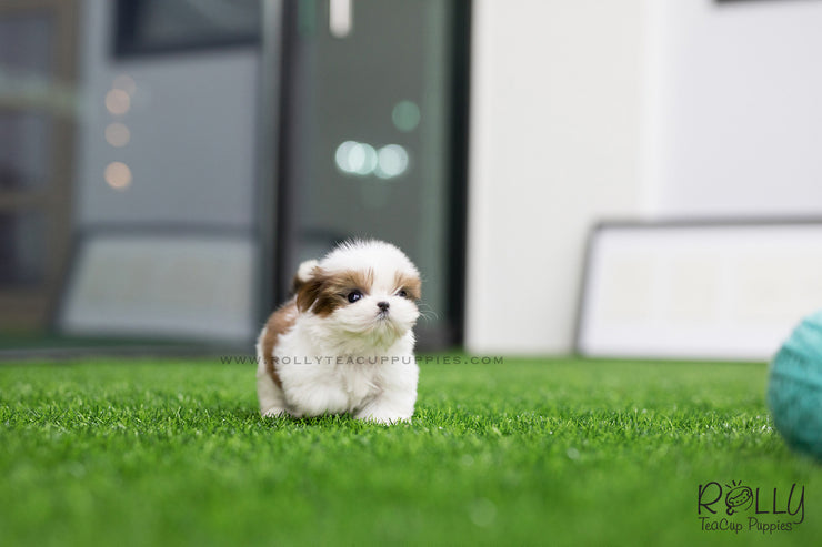 Rolly Teacup Puppies (SOLD to Chernawsky) Honey - Shih Tzu. F.