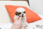 Rolly Teacup Puppies (SOLD to Chernawsky) Honey - Shih Tzu. F.