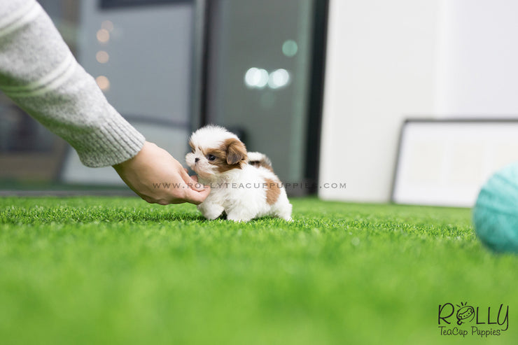Rolly Teacup Puppies (SOLD to Chernawsky) Honey - Shih Tzu. F.