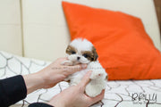 Rolly Teacup Puppies (SOLD to Chernawsky) Honey - Shih Tzu. F.