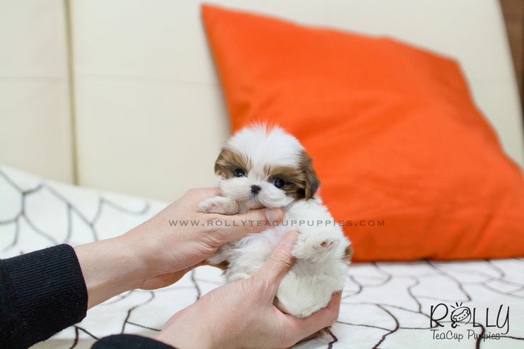 Rolly Teacup Puppies (SOLD to Chernawsky) Honey - Shih Tzu. F.