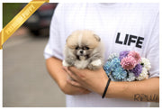 Rolly Teacup Puppies (Purchased by Vu) Honey - Pomeranian. F.