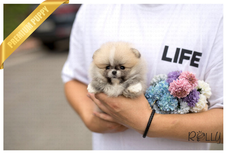Rolly Teacup Puppies (Purchased by Vu) Honey - Pomeranian. F.