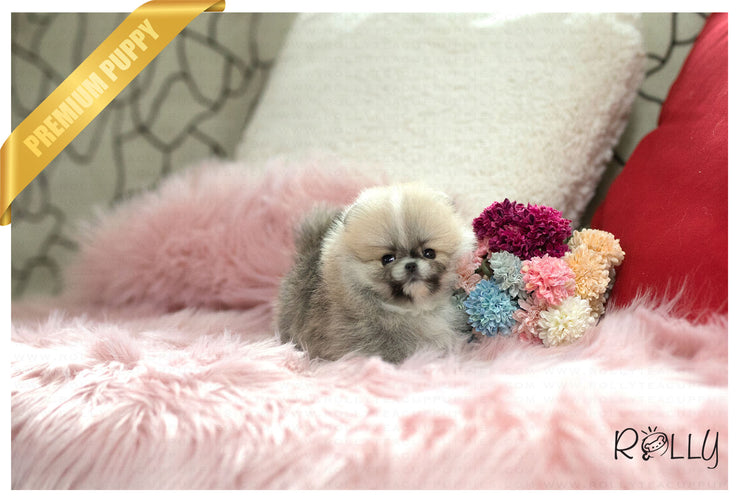 Rolly Teacup Puppies (Purchased by Vu) Honey - Pomeranian. F.