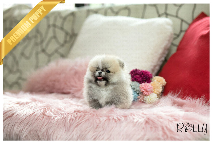 Rolly Teacup Puppies (Purchased by Vu) Honey - Pomeranian. F.