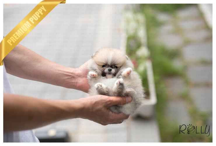 Rolly Teacup Puppies (Purchased by Vu) Honey - Pomeranian. F.