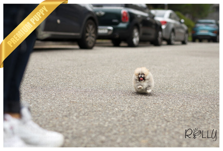 Rolly Teacup Puppies (Purchased by Vu) Honey - Pomeranian. F.