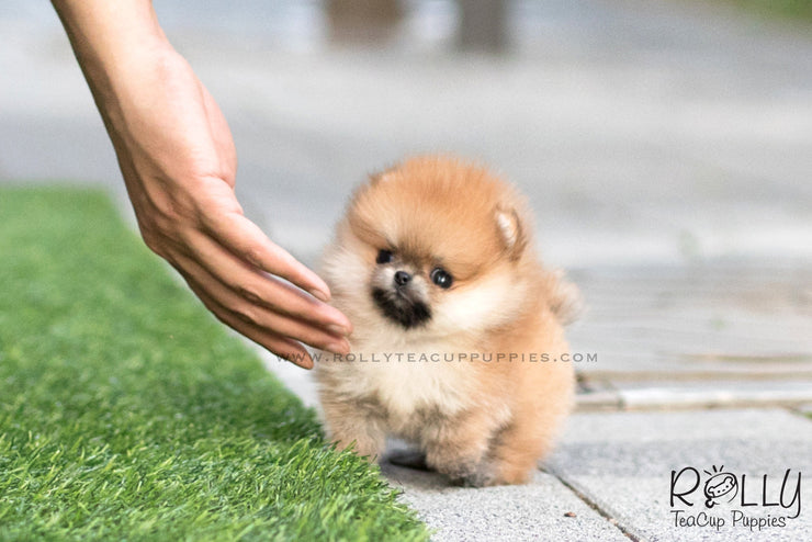 Rolly Teacup Puppies (SOLD to Santiago) Honey - Pomeranian. F.