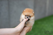 Rolly Teacup Puppies (SOLD to Santiago) Honey - Pomeranian. F.