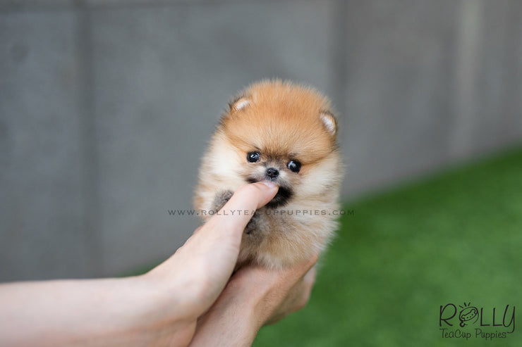 Rolly Teacup Puppies (SOLD to Santiago) Honey - Pomeranian. F.