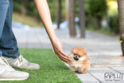 Rolly Teacup Puppies (SOLD to Santiago) Honey - Pomeranian. F.