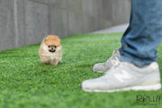 Rolly Teacup Puppies (SOLD to Santiago) Honey - Pomeranian. F.