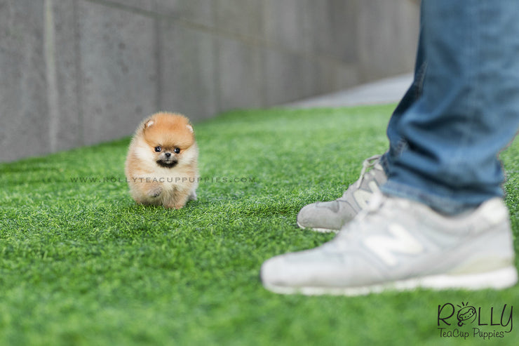Rolly Teacup Puppies (SOLD to Santiago) Honey - Pomeranian. F.