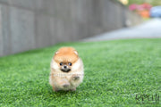 Rolly Teacup Puppies (SOLD to Santiago) Honey - Pomeranian. F.